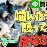 【激怒】ポメプー 噛んだら怒って離さない！ゲージに閉じ込める作戦失敗！