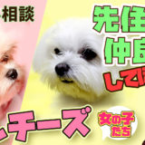 【マルチーズ】2ヵ月女の子と1歳9か月の女の子 新しく迎え入れた犬と先住犬がうまくいかない 仲良くする方法