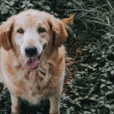 犬のフケは病気のサイン？フケの原因と対処法