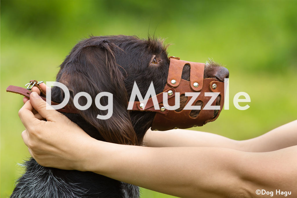 犬の口輪（マズル）の使い方！正しいサイズの測り方と種類