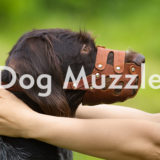 犬の口輪（マズル）の使い方！正しいサイズの測り方と種類