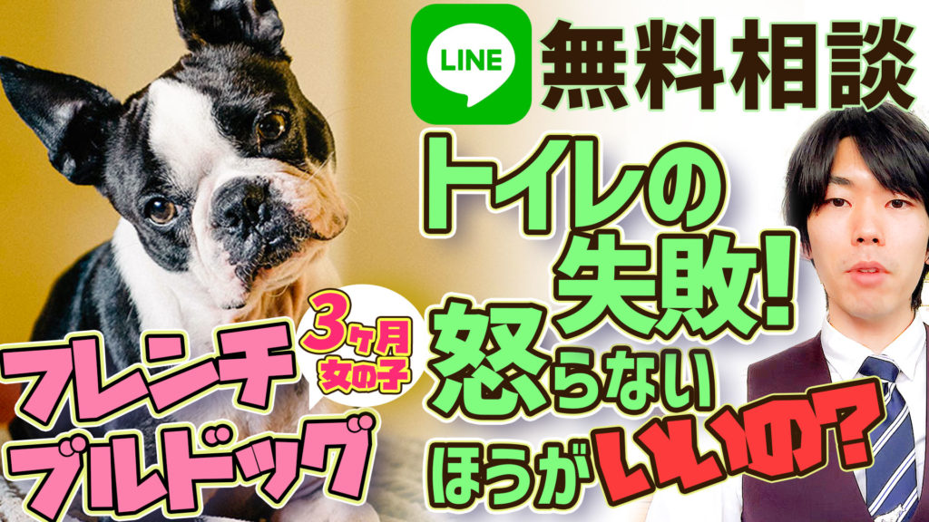 初心者必見 フレンチブルドッグ 犬のしつけは怒らない方がいいの 犬のしつけハグ