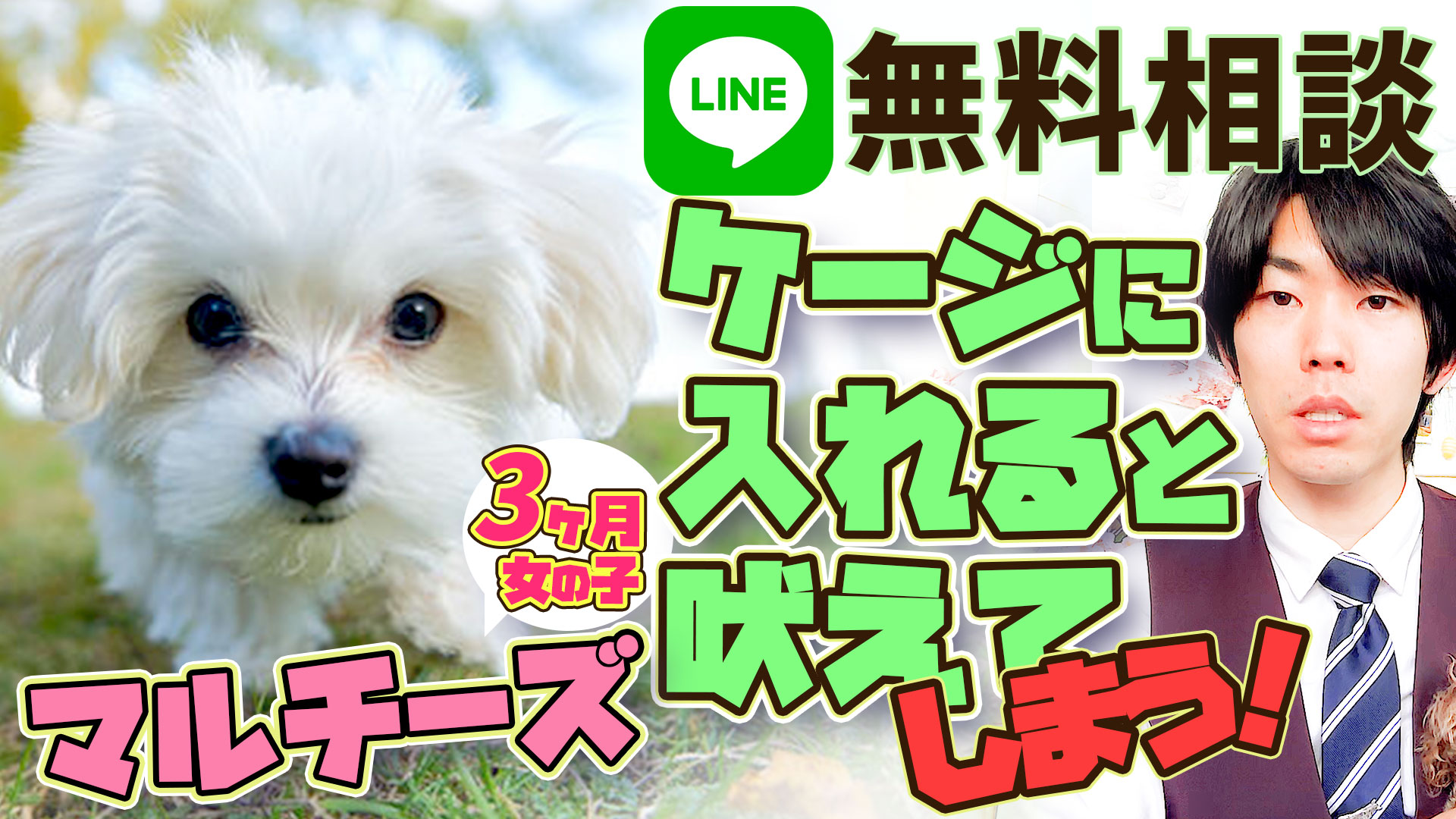 初心者向け マルチーズ3ヶ月ケージの中へ入れると吠える 泣くは 叱っていいの 犬のしつけ ハグ