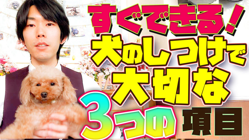 【初心者向け】犬とよりよい関係を築きたい!愛犬と過ごす上で大切な3つの項目【犬のしつけ】
