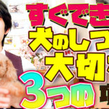 【初心者向け】犬とよりよい関係を築きたい!愛犬と過ごす上で大切な3つの項目【犬のしつけ】