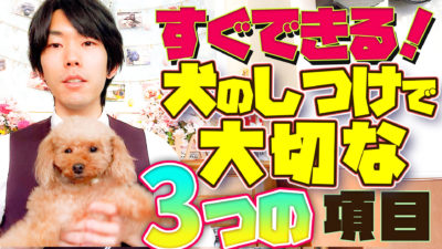 【初心者向け】犬とよりよい関係を築きたい！愛犬と過ごす上で大切な3つの項目【犬のしつけ】