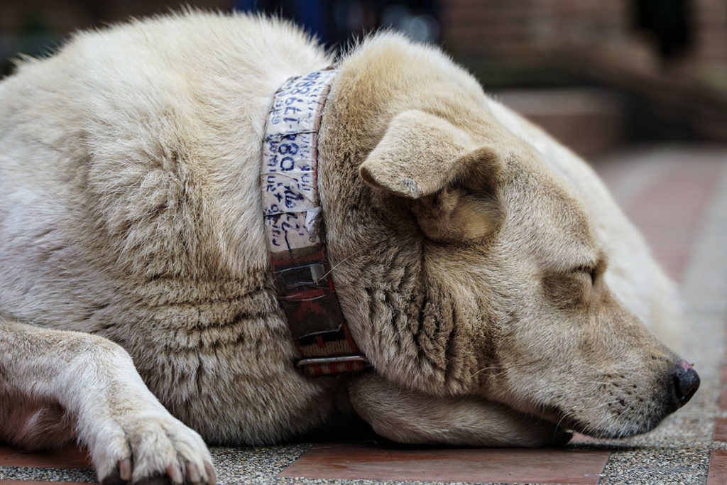 犬の元気がなくなったら病気を疑うべき？食欲低下は病気のサイン？