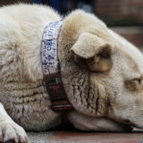 犬の元気がなくなったら病気を疑うべき？食欲低下は病気のサイン？