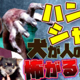 犬が人間の手を怖がる?!攻撃してくる?!「ハンドシャイ」とは?