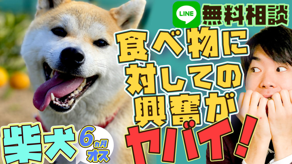 【興奮】柴犬、6ヵ月、オス、食べ物に対して興奮するヤバイ！柴犬の本能！執着！