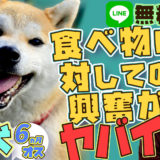 【興奮】柴犬、6ヵ月、オス、食べ物に対して興奮するヤバイ!柴犬の本能!執着!