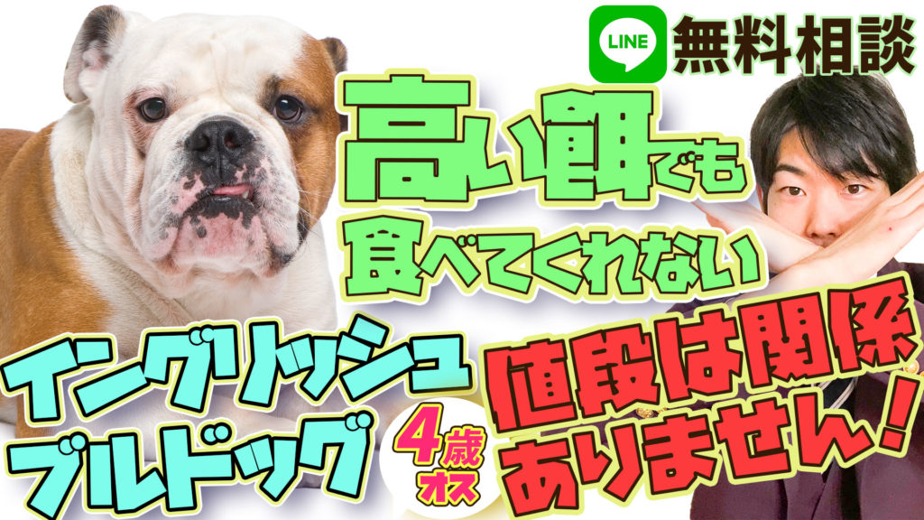 イングリッシュブルドッグ 餌を食べない 夜ケージに入れると吠える 犬のしつけハグ