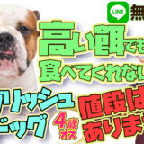 【イングリッシュブルドッグ】夜ケージに入れると吠える!餌を食べない!チャイムが鳴ると飼い主さんを噛む