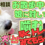 【噛み癖】本気噛み?お散歩中や娘に対して噛む! 急に背中に噛み付く!【危険】