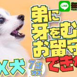 ミックス犬【パピヨン×チワワ】弟に牙をむく、吠える お留守番が出来ない