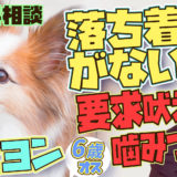 【要求吠え】落ち着きがないパピヨン　6ヵ月　オス 遊びや嫌がる事をすると噛む　飛び跳ねる
