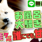 【大騒ぎ】お風呂に入れると大騒ぎする豆柴！落としたものを取り上げようとすると【本気で噛んでくる　】
