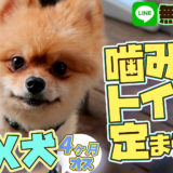 【MIX犬(マルチーズ×ポメラニアン)】4ヶ月 オス 幼犬は歯が痒い?噛む時の対処法 トイレが定まらない時の教え方