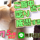 チワワ 5ヵ月 メス ご飯中近づくと唸り威嚇！【食への執念！】本気噛み！おやつ食べない