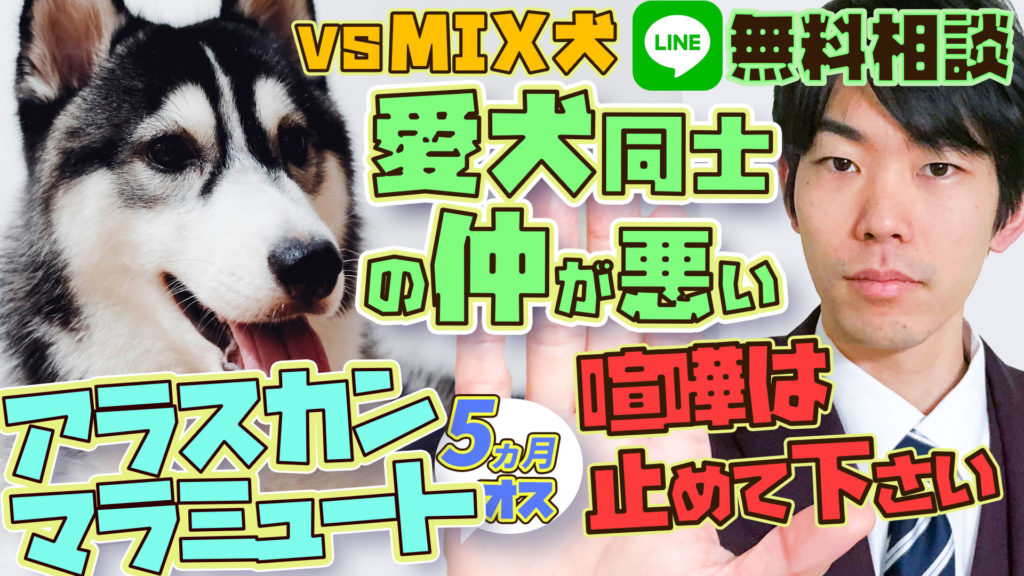 一触即発 アラスカンマラミュートvs 雑種 仲が悪い 多頭飼い 犬のしつけハグ