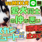 【一触即発】アラスカンマラミュートVS 雑種 3ヶ月 メス 仲が悪い!喧嘩する!【多頭飼い】