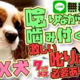 【危険】人を狙って噛みに来る!MIX犬(キャバリア×狆)【飼い主困惑】