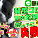 【悲惨】緊急事態宣言中の放し飼い!ボストンテリア犬 ステイホームするようにってから排泄を失敗を急にするようになった!