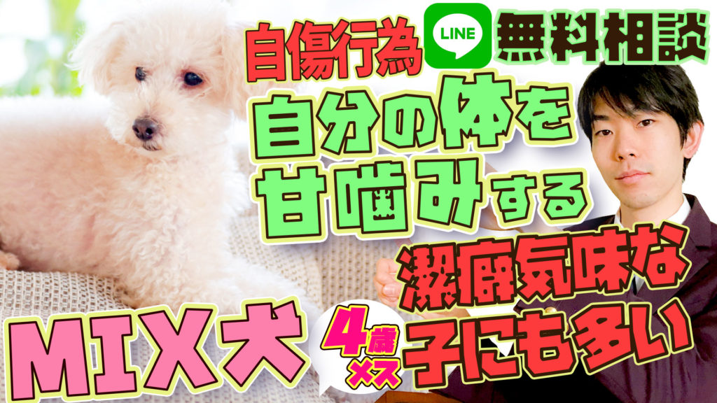 自傷行為 Mix犬 トイプードル ポメラニアン 4歳 メス 潔癖な性格の犬に多い 飼い主が気をつけるべきこと 犬のしつけ ハグ