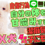【自傷行為】MIX犬(トイプードル×ポメラニアン)　4歳 メス 潔癖な性格の犬に多い！【飼い主が気をつけるべきこと】