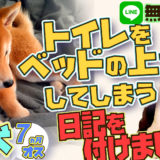 【トイレをベッド化！】柴犬 7ヵ月 オス トイレをベッドの上でしてしまう【おしっこ我慢してます！】