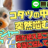 【突然噛む】コタツの中 ヨークシャーテリア噛まれた傷が絶えることがない