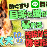 【暴れる】雑種(柴犬×シェパード?) 10ヶ月 オス 目薬が出来ない!!