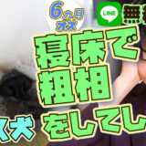 【失敗】MIX犬(ペキニーズ×トイプードル) 6ヵ月 オス 寝床で粗相をしてしまう! 犬がクッションで排せつをする意外な理由とは?トイレを成功へ導く方法