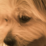 犬が下痢になったら飼い主はどう対応すべき?獣医に診せるべき?