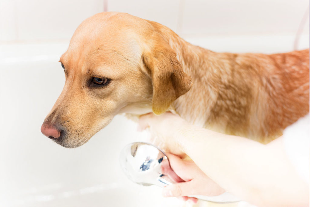 犬をお風呂に入れる際に気を付けるべきことは?温度は?