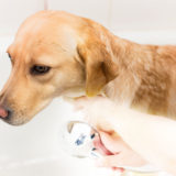 犬をお風呂に入れる際に気を付けるべきことは?温度は?