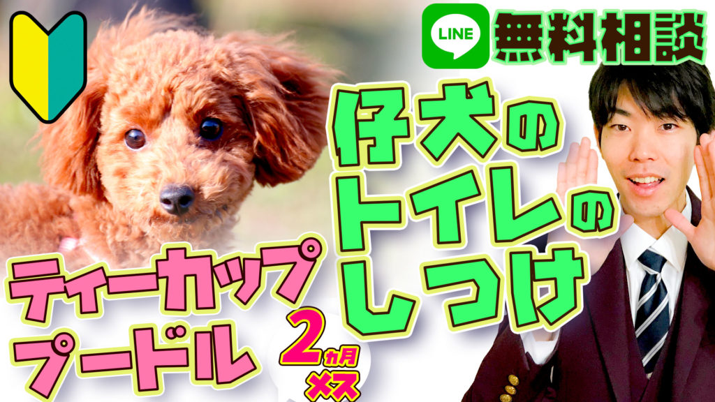 【仔犬のトイレのしつけ】ティーカッププードル 2ヵ月21日 メス 飼い主デビュー 【初心者向け】