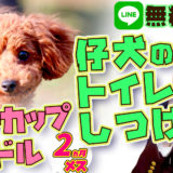 【仔犬のトイレのしつけ】ティーカッププードル 2ヵ月21日 メス 飼い主デビュー 【初心者向け】