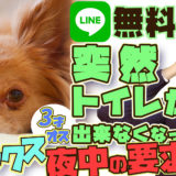 【チワックス】3歳 オス　シートの外でおしっこをしてしまう・夜中の要求吠え