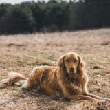 老犬ホームはどんな所？どうやって選んだらいいの？