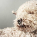 ペットの介護の為に仕事を辞めるべき？仕事と介護の両立は可能？