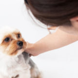 動物介護士になりたい!!資格取得は難しい?簡単?(パート1)