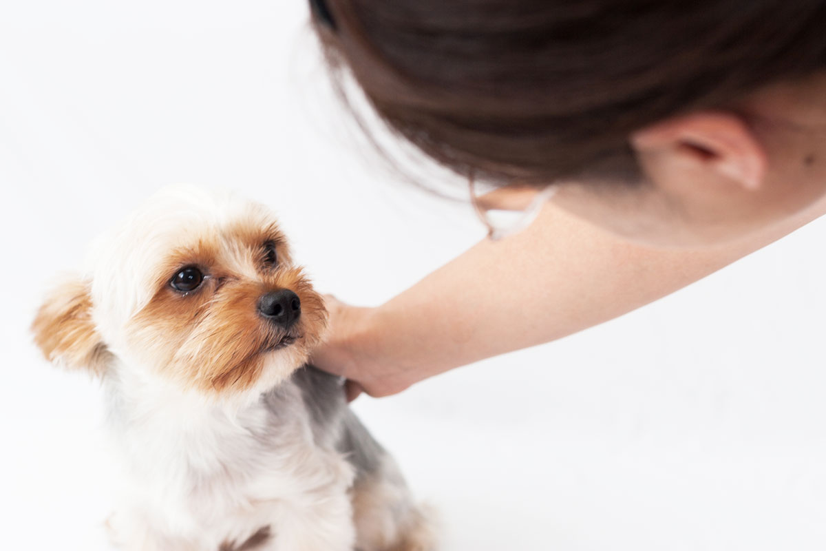 動物介護士になりたい 資格取得は難しい 簡単 パート１ 犬のしつけハグ