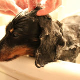 老犬の為のシャンプーの仕方とは？負担を減らす簡単ポイント5選