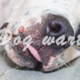 犬のいぼが悪性・両性か見分けるにはどうする?対処方法は?