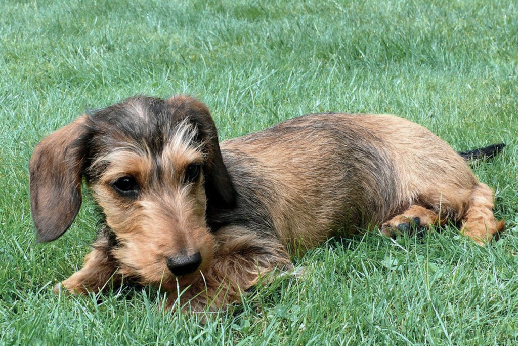 ミニチュアダックスフンドの主な病気|犬の寿命を延ばす方法