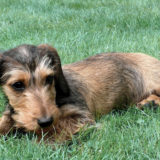 ミニチュアダックスフンドの主な病気|犬の寿命を延ばす方法