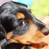 ミニチュアダックスフンドの飼い方・しつけの解説!|どんな犬種?
