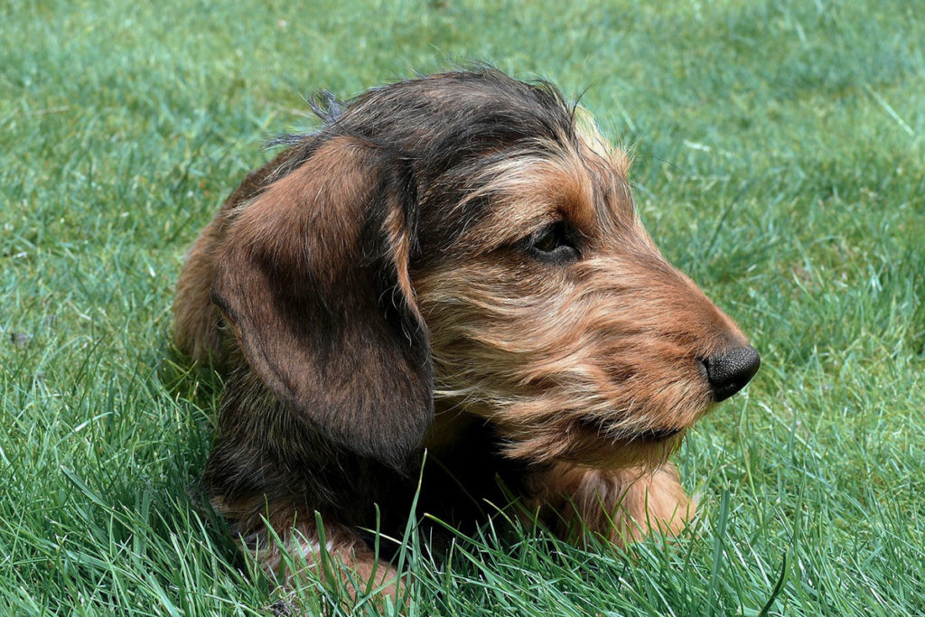 ミニチュアダックスフンドの性格や身体の特徴|犬の飼い方 【犬の図鑑・犬の種類・犬種】