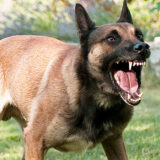 コロナよりも恐ろしい?!狂犬病の犬に咬まれた男性が死亡!狂犬病とは?